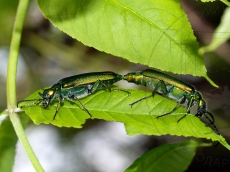 Lytta vesicatoria копуляция